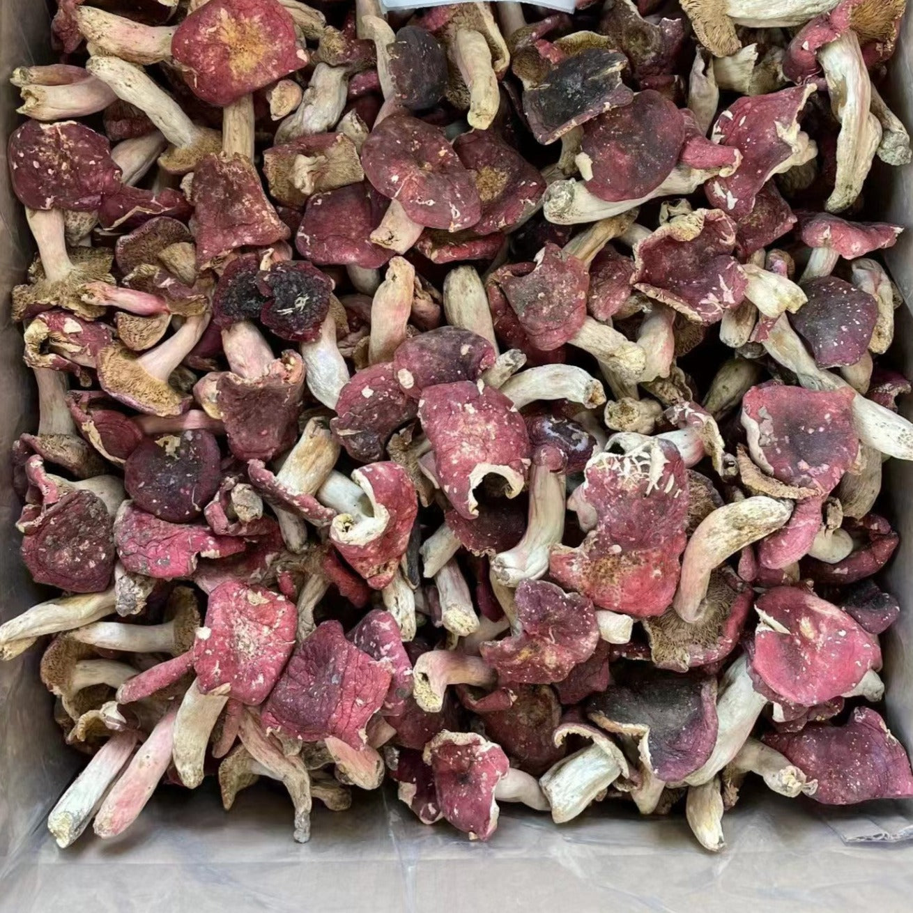 Hokkien Red Mushroom/100g