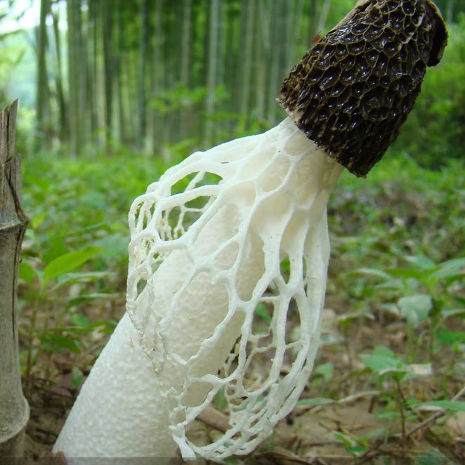 Premium Wild Bamboo Fungus AAAA 特级野生竹荪 50G