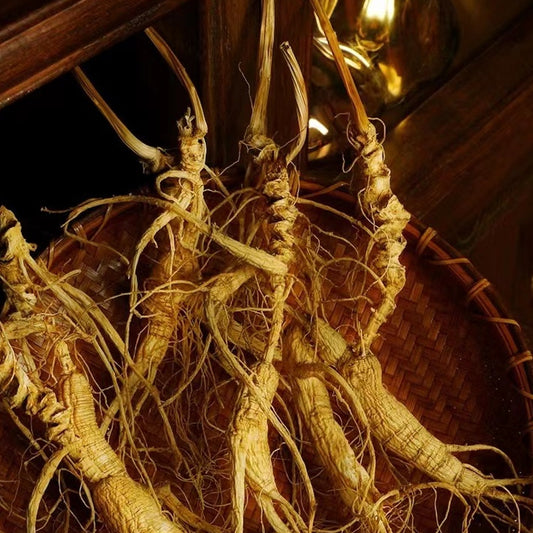 Wild Ginseng/野山参 50g